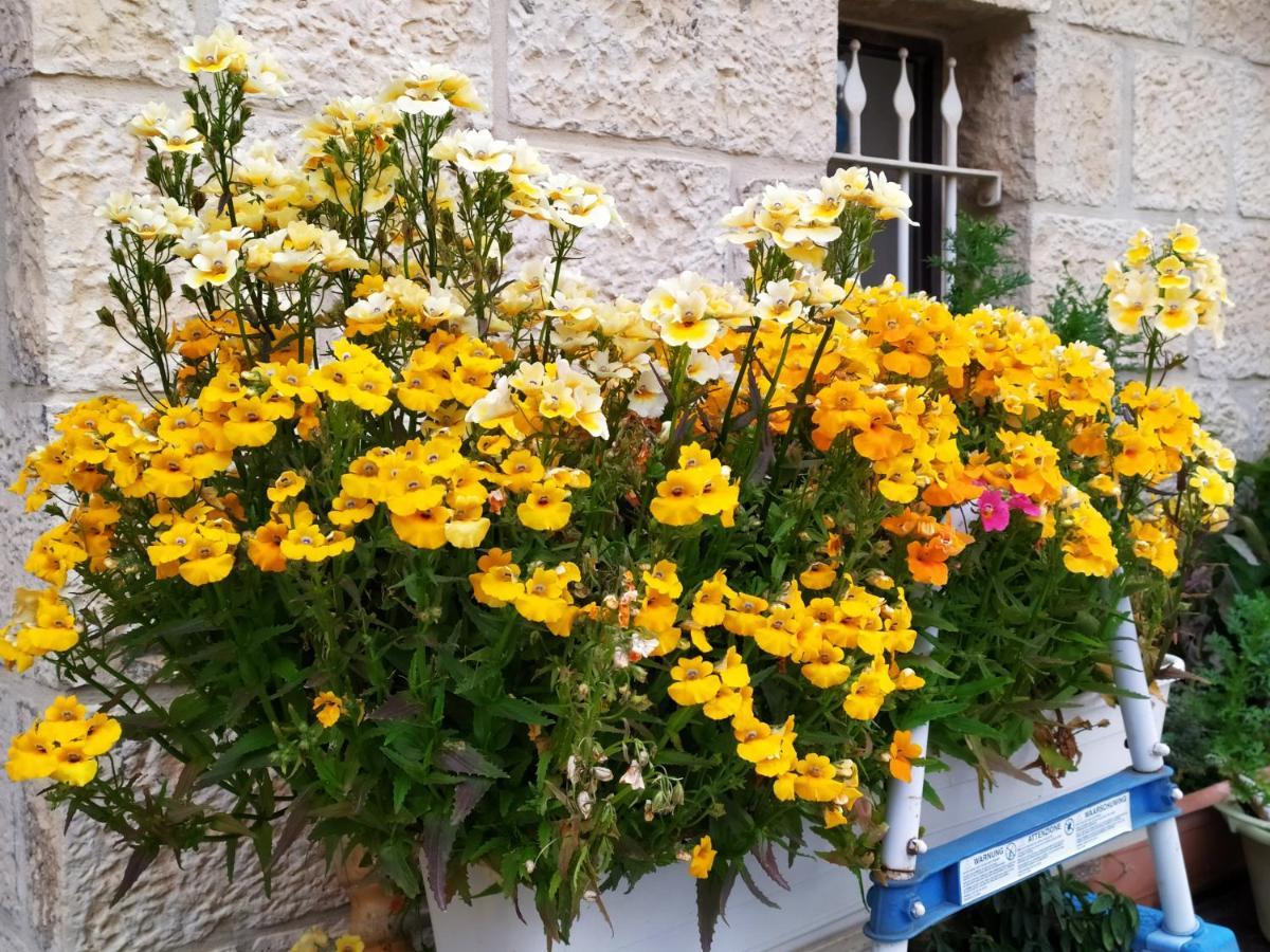 예루살렘 Cozy Garden 아파트 외부 사진