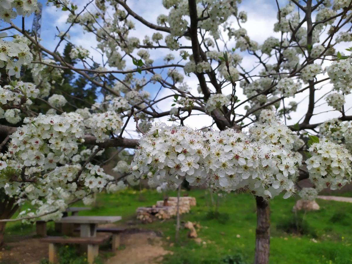 예루살렘 Cozy Garden 아파트 외부 사진