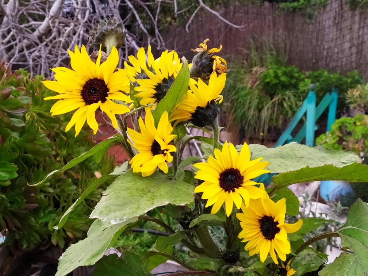 예루살렘 Cozy Garden 아파트 외부 사진